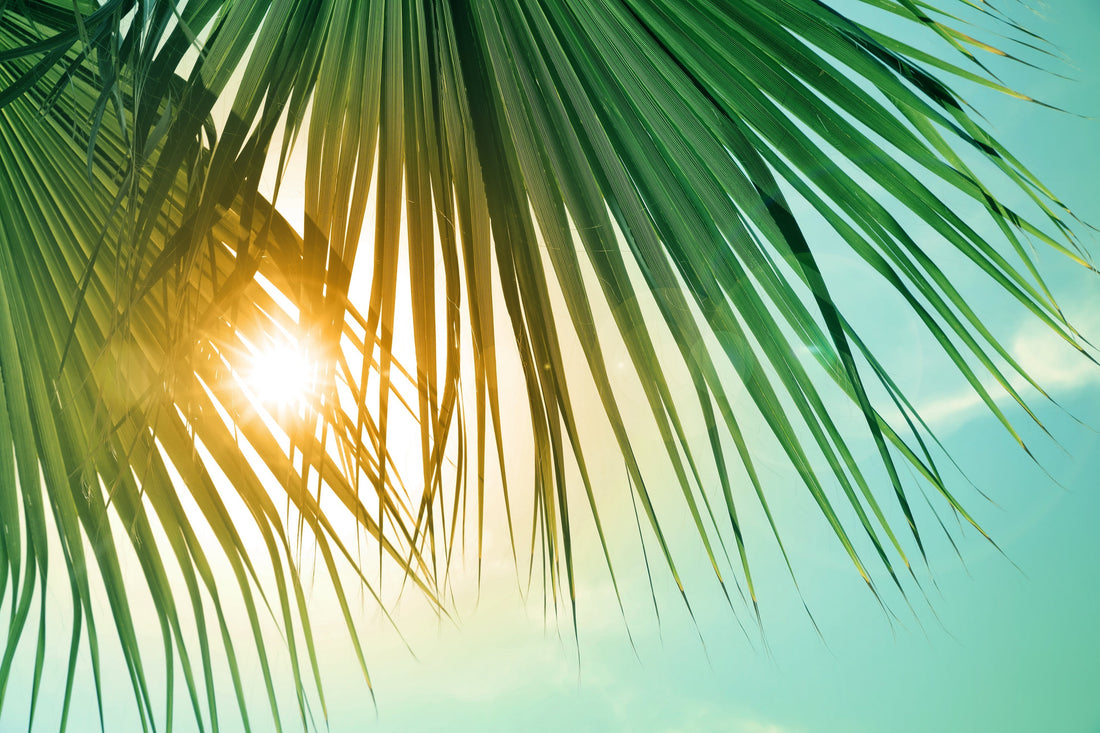 Plan Your Visit: Things To See + Places To Stay In Tampa Bay